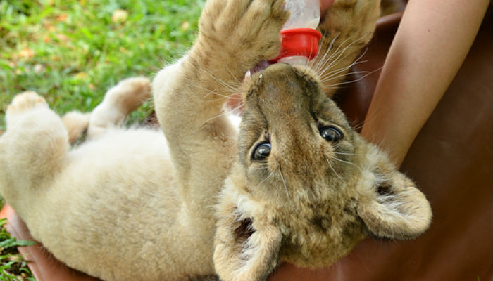 Carreras para amantes de los animales