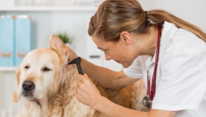 Cursos que muestran todos los secretos del mundo animal
