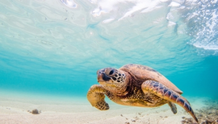 Tortuga de mar verde en Hawai | Shane Myers Photography/shutterstock