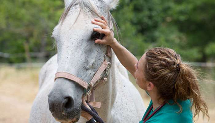 Oposiciones para veterinarios: llegó el momento