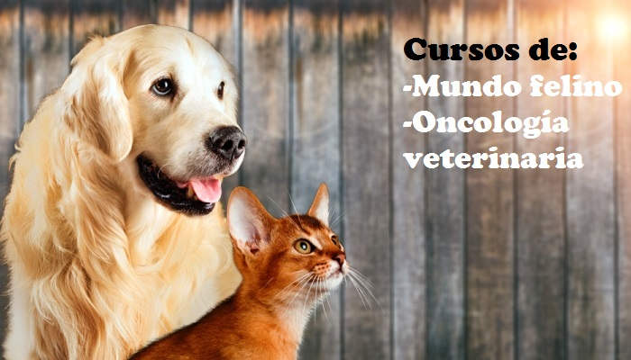Cursos para cuidarles como se merecen