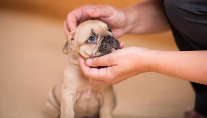 Curso especializado en cachorros para sumar conocimientos con un plus de sonrisas