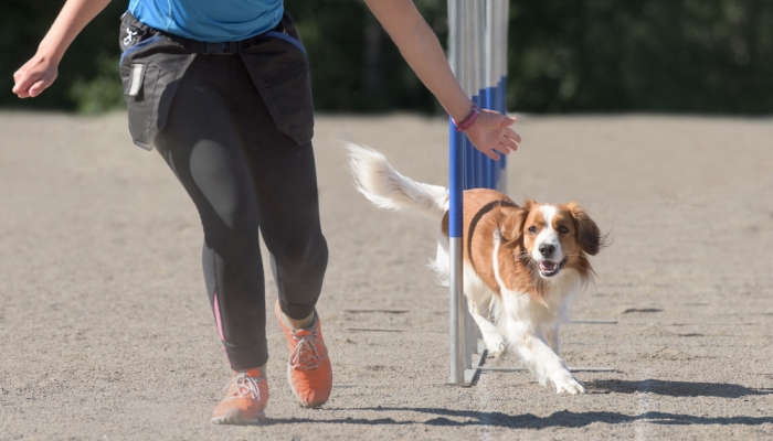 Exhibiciones, charlas y talleres en la Feria del Animal de Compañía de Madrid