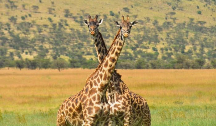 Aspirantes a cineastas: beca para un viaje de 12 días a Tanzania