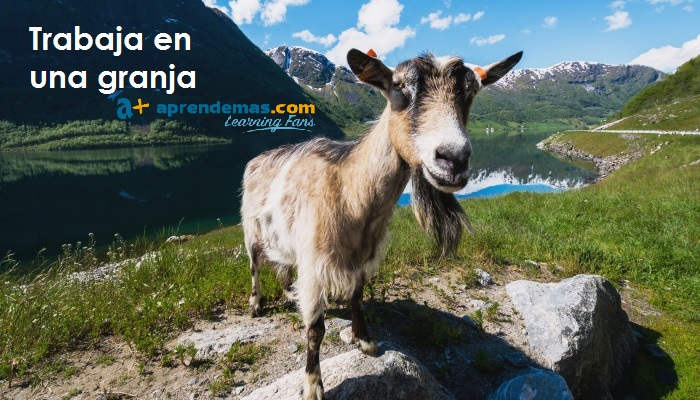 Trabaja en una granja: ofertas de empleo y requisitos para cuidar animales