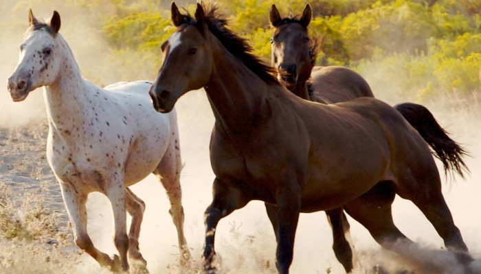 Trabajar con caballos: vacantes como guía, monitor y en el hipódromo