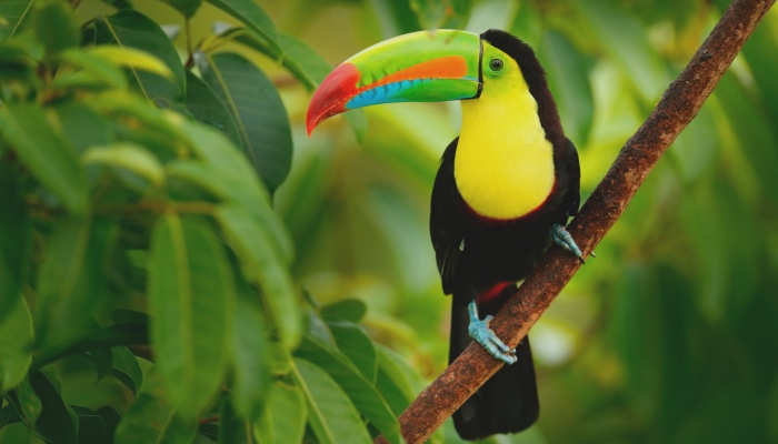 De voluntariado a Costa Rica: pura vida