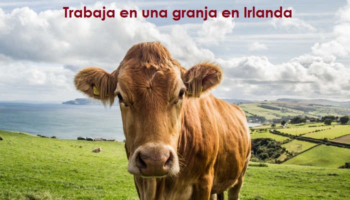 Trabajar en una granja: cómo ganar hasta 3.000 euros al mes ordeñando vacas en Irlanda