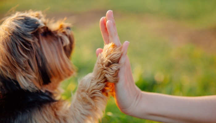 Cómo ser Auxiliar de Veterinaria y cursos para conseguirlo