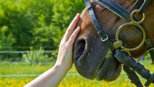 caballos_trabajar_hipica