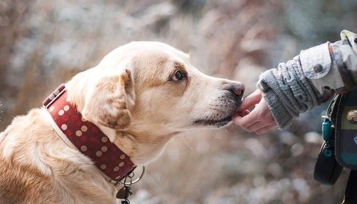 Primeros auxilios en animales de compañía: ¿sabrías aplicarlos?