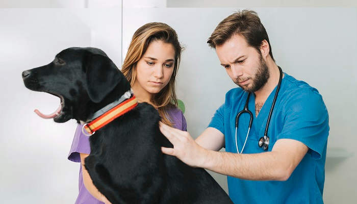 Mastervet abre las puertas de su Curso de Asistente Veterinario para asistir como oyente a una clase