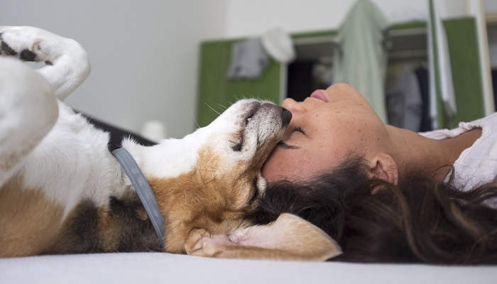 Los perros son la mejor terapia contra el estrés en la universidad según un estudio