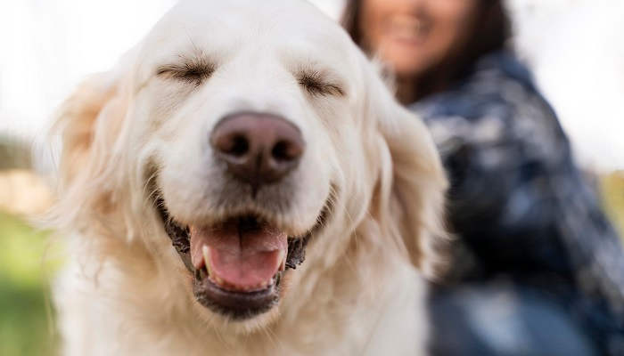 La nueva Ley de Protección Animal obliga a realizar cursos de formación antes de tener un perro