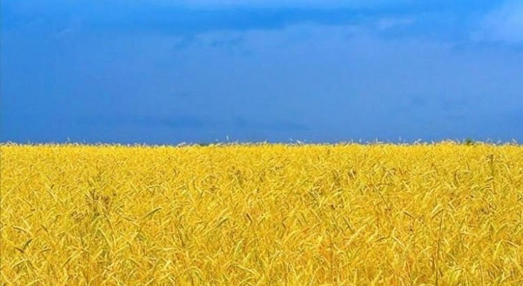 Campos de trigo en Ucrania simulan los colores de su bandera. 