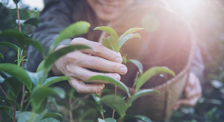 Bélgica busca empleados agrícolas a través de Eures para trabajar en distintas labores del campo