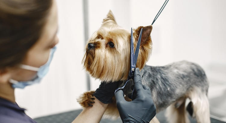 Peluquería y estética canina: ¿cómo acceder a esta profesión tan demandada?