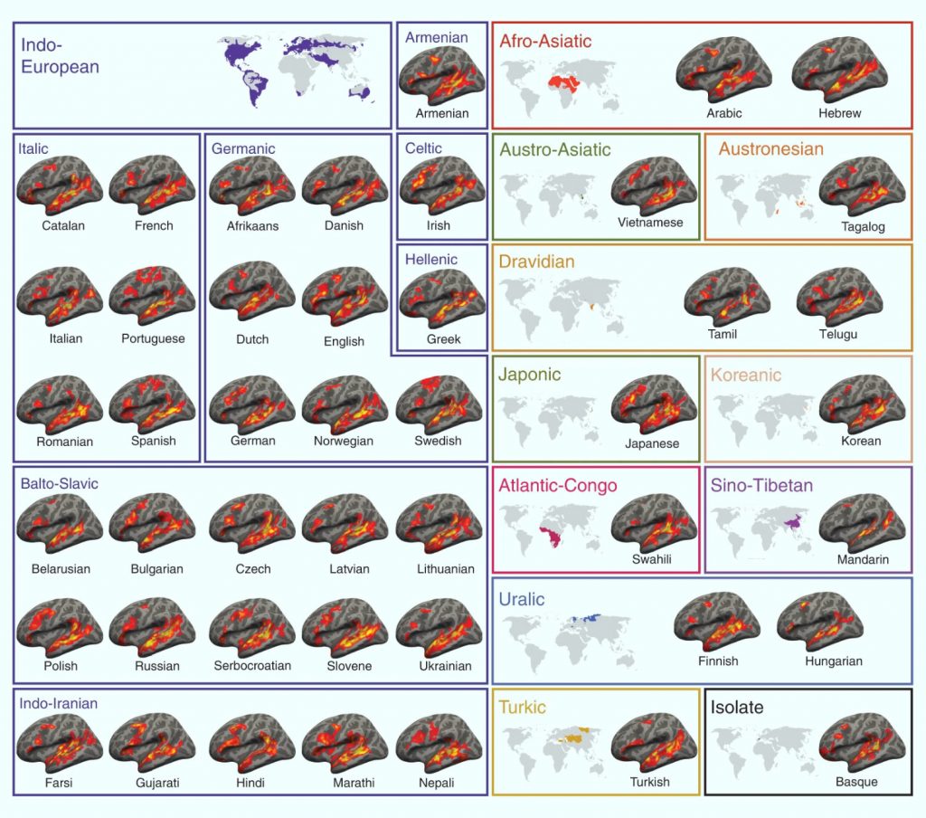 Investigadores del MIT y la Universidad de Harvard confirman la universalidad del lenguaje estudiando el cerebro
