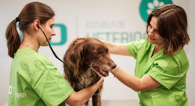 Trabajar con animales sin tener la carrera de Veterinaria