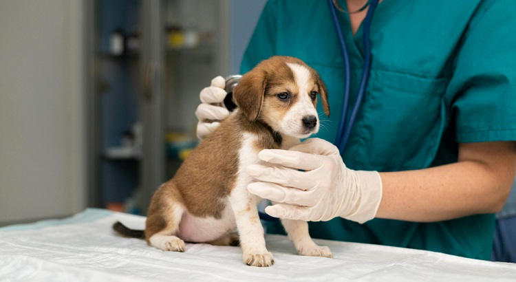 Auxiliar Técnico Veterinario atendiendo en la consulta a un cachorro. 