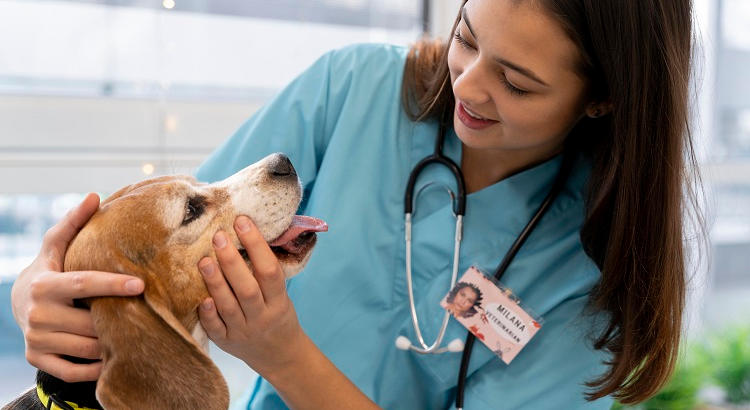 Formación Mundo Animal imparte el Curso de Auxiliar Clínico Veterinario: el camino para la certificación oficial