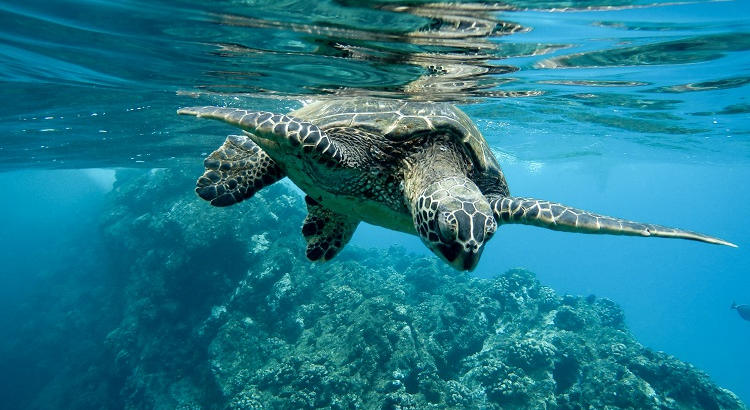 Llegan becas de la Fundación Biodiversidad para formarse en Medio Ambiente y Cambio Climático