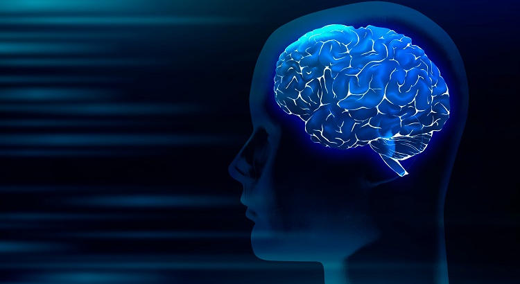 El poder oculto del estrógeno y su papel clave en el aprendizaje