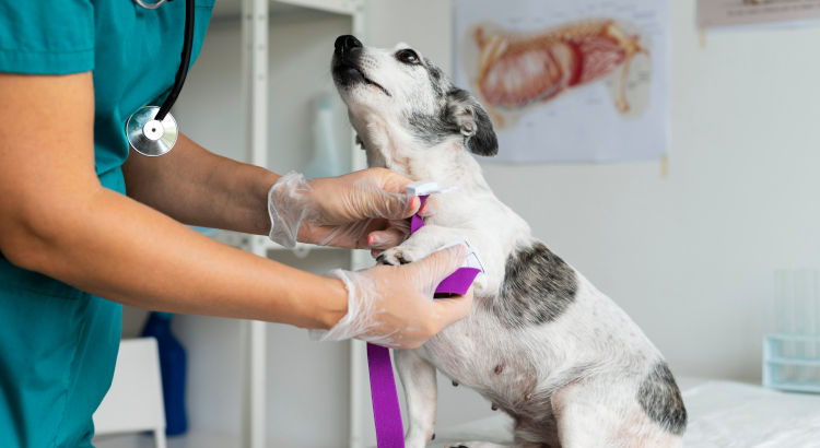 De amante de los animales a Auxiliar Veterinario: el curso de ISED para hacer carrera