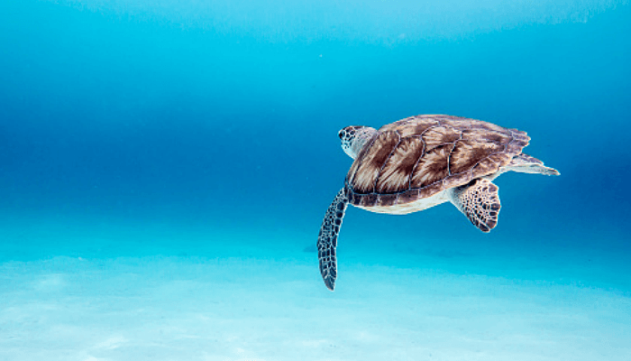 Programa voluntariado tortugas marinas en Uruguay