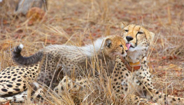 Programas de voluntariado internacional en pro de los animales