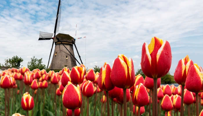 Becas para doctorados relacionados con la ecología en Holanda